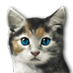 kitty_03.png